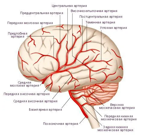 Артерии головного мозга
