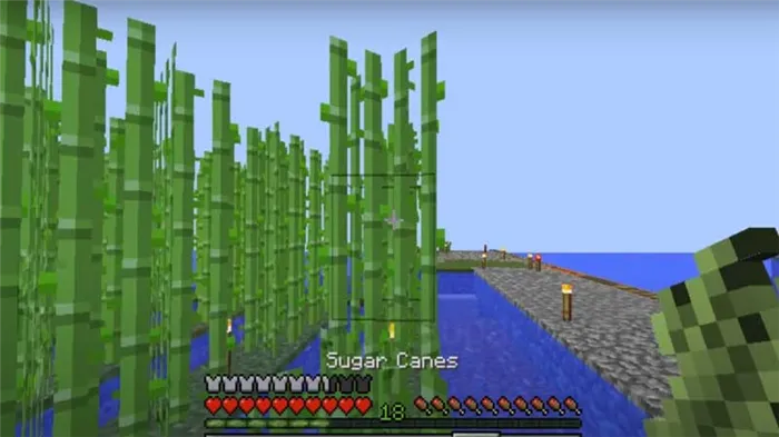 minecraft sugarcane
