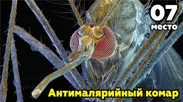 Антималярийный комар-вакцинатор
