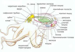 Описание внешнего вида и строения осьминога