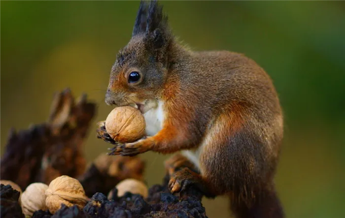 Орехи - любимая пища белок