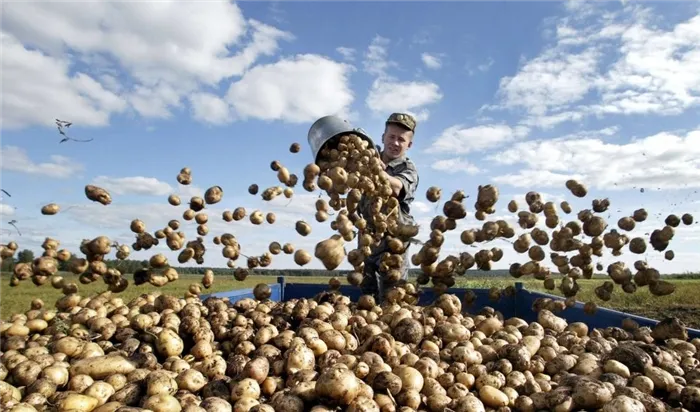 Производительность на гектар картофеля